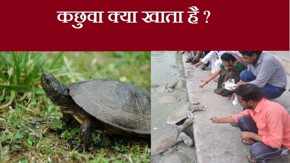 कछुआ क्या खाता है