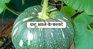 कद्दू खाने के फायदे और नुक्सान